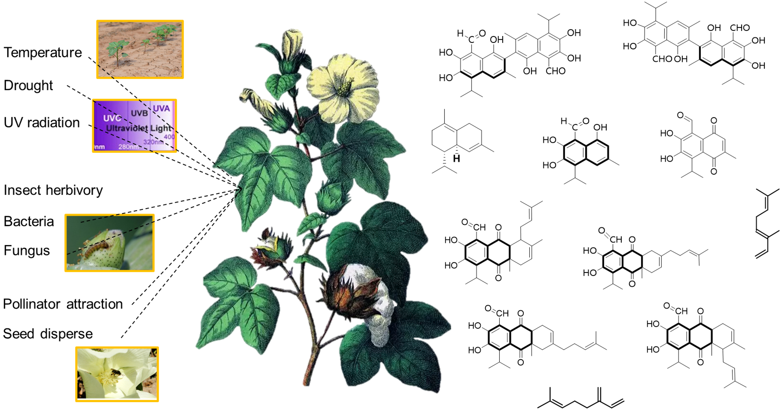 生物合成途径解析